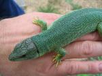 Balkan green Lizard (<i>Lacerta trilineata</i>) Adult female of the subspecies <i>polylepidota</i>.